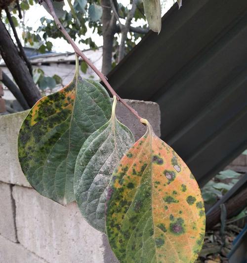 花椒芽接的最佳时间是什么时候?采用哪些技术方法效果最好? 花椒芽接的最佳时间是什么时候?采用哪些技术方法效果最好?