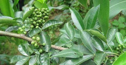 花椒芽接的最佳时间是什么时候?采用哪些技术方法效果最好? 花椒芽接的最佳时间是什么时候?采用哪些技术方法效果最好?