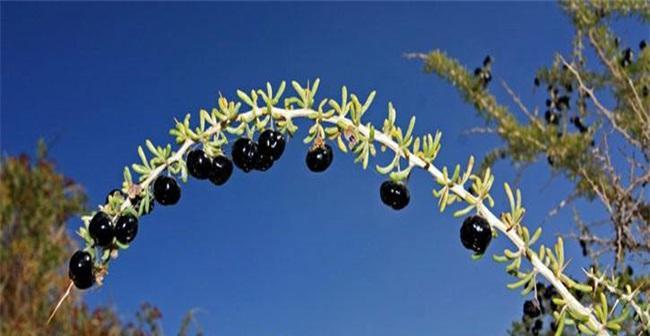 黑枸杞种植条件是什么?生长环境与温度要求有哪些? 黑枸杞种植条件是什么?生长环境与温度要求有哪些?