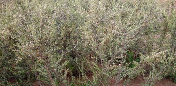 黑枸杞种植条件是什么?生长环境与温度要求有哪些? 黑枸杞种植条件是什么?生长环境与温度要求有哪些?