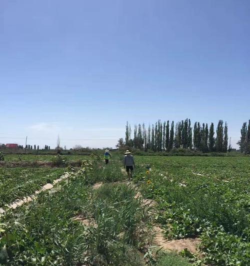 黑枸杞种植条件是什么?生长环境与温度要求有哪些? 黑枸杞种植条件是什么?生长环境与温度要求有哪些?