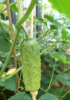 黄瓜修剪方法有哪些?如何正确修剪黄瓜以提高产量? 黄瓜修剪方法有哪些?如何正确修剪黄瓜以提高产量?