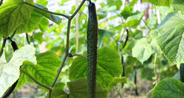黄瓜修剪方法有哪些?如何正确修剪黄瓜以提高产量? 黄瓜修剪方法有哪些?如何正确修剪黄瓜以提高产量?