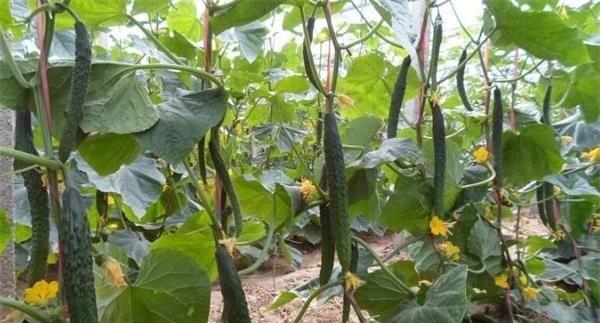 黄瓜修剪方法有哪些?如何正确修剪黄瓜以提高产量? 黄瓜修剪方法有哪些?如何正确修剪黄瓜以提高产量?