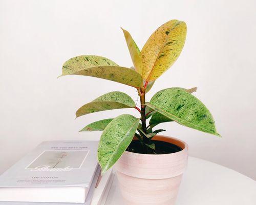 橡皮树(追寻自由的橡皮树在心中绽放的勇气)