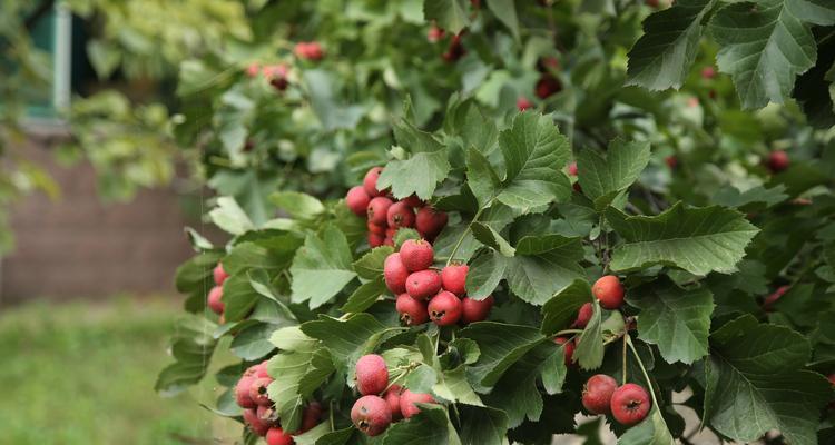 山楂种植条件是什么？哪些区域气候最适合山楂生长？