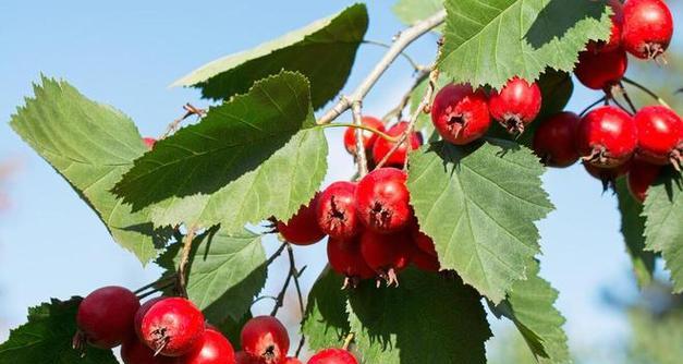 山楂种植条件是什么？哪些区域气候最适合山楂生长？