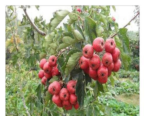 山楂种植条件是什么？哪些区域气候最适合山楂生长？