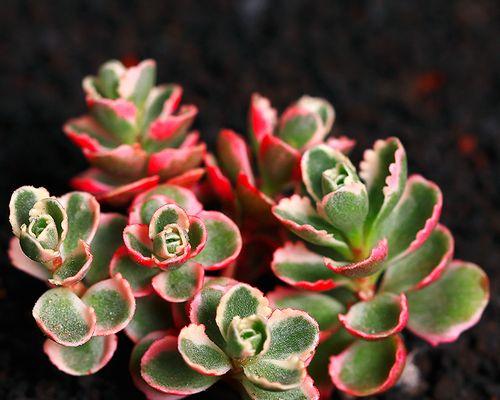 小球玫瑰多肉养护技巧?如何养出最佳状态? 小球玫瑰多肉养护技巧?如何养出最佳状态?