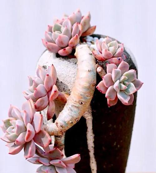 小球玫瑰多肉养护技巧?如何养出最佳状态? 小球玫瑰多肉养护技巧?如何养出最佳状态?