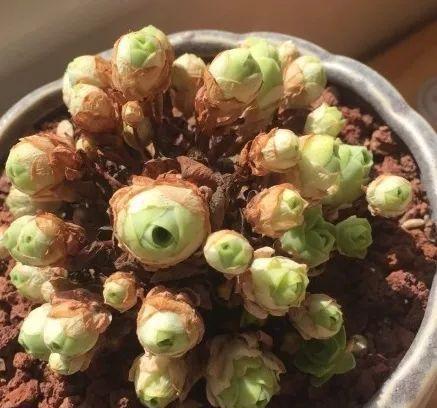 山地玫瑰用什么土养好?如何选择合适的土壤? 山地玫瑰用什么土养好?如何选择合适的土壤?