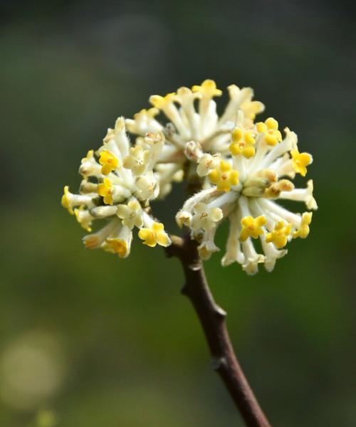 以结香花语的含义及象征意义(探寻以结香花语的起源与传承)