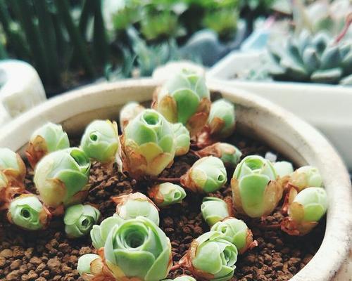 山地玫瑰用什么土养好?如何选择合适的土壤? 山地玫瑰用什么土养好?如何选择合适的土壤?