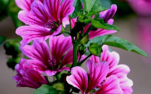 以菊花花语为主题的文章(菊花花语揭示自律之道)