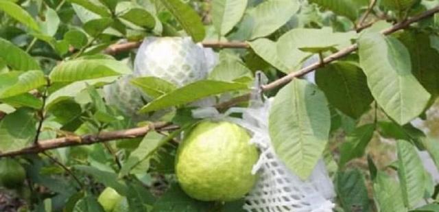 鸡屎果别名有哪些?鸡屎果的其他称呼是什么?