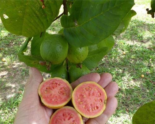 鸡屎果别名有哪些？鸡屎果的其他称呼是什么？