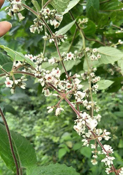 鸡屎果别名有哪些？鸡屎果的其他称呼是什么？