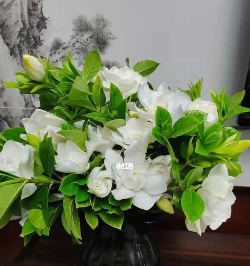 栀子花，四季绽放的芬芳（品味花海）