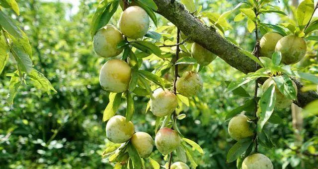 奈李什么时候成熟？如何判断奈李的最佳采摘时间？