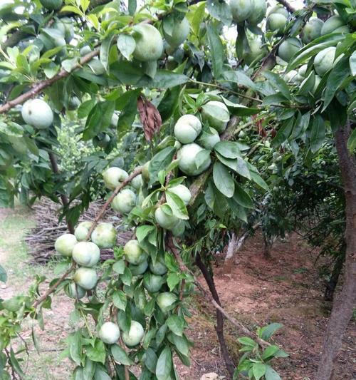 奈李什么时候成熟？如何判断奈李的最佳采摘时间？