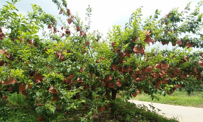 奈李什么时候成熟？如何判断奈李的最佳采摘时间？