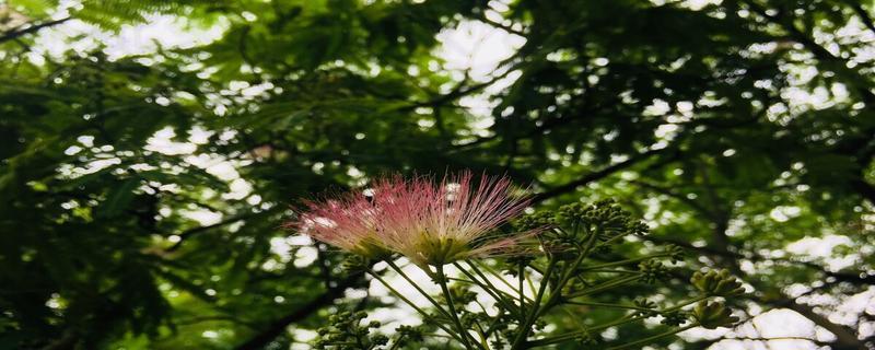 合欢树风水（传统文化中的吉祥之树与现代生活的融合）