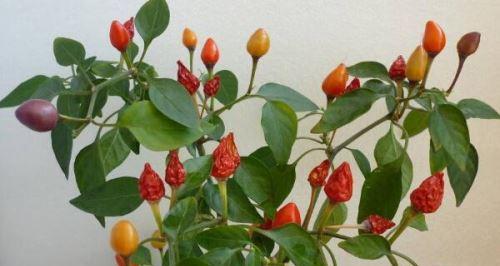 五彩椒种子种植方法是什么?常见问题有哪些? 五彩椒种子种植方法是什么?常见问题有哪些?