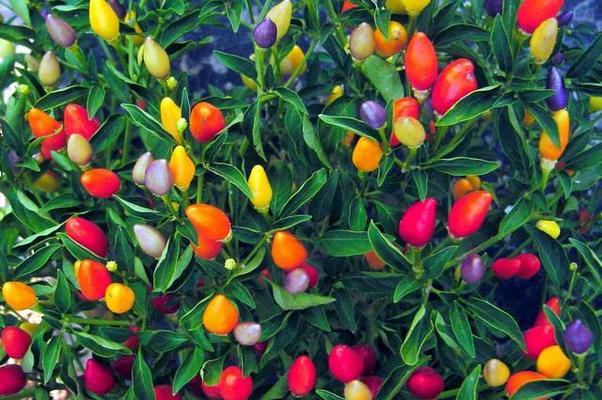 五彩椒种子种植方法是什么?常见问题有哪些? 五彩椒种子种植方法是什么?常见问题有哪些?