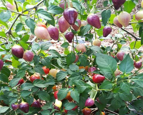 五彩椒种子种植方法是什么?常见问题有哪些? 五彩椒种子种植方法是什么?常见问题有哪些?