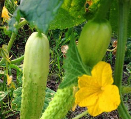 黄瓜种子是怎么来的?购买和种植的常见问题解答? 黄瓜种子是怎么来的?购买和种植的常见问题解答?