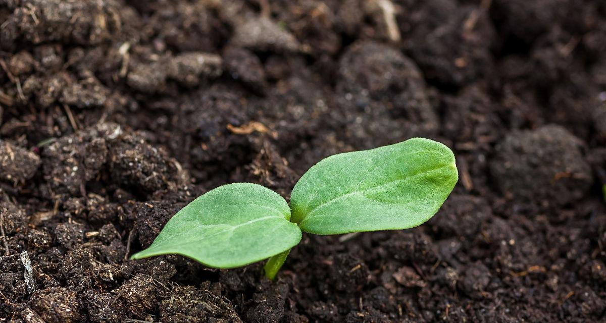 黄瓜种子是怎么来的？购买和种植的常见问题解答？