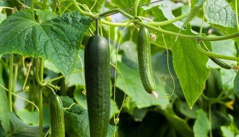 黄瓜种子是怎么来的?购买和种植的常见问题解答? 黄瓜种子是怎么来的?购买和种植的常见问题解答?