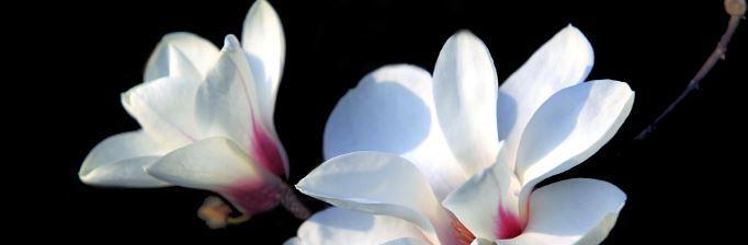 玉兰花的美丽与寓意(探寻玉兰花的文化内涵与象征意义)