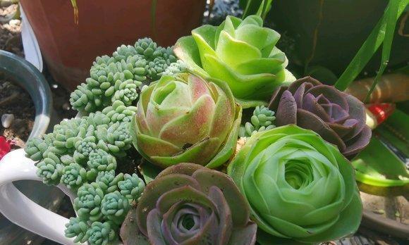 玫瑰花几天浇一次水最好?如何正确养护玫瑰花? 玫瑰花几天浇一次水最好?如何正确养护玫瑰花?