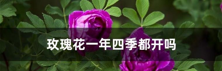 玫瑰花几天浇一次水最好?如何正确养护玫瑰花?