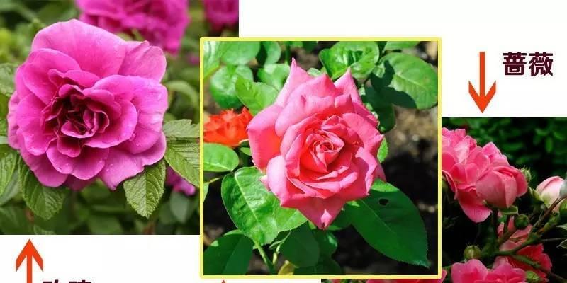 玫瑰花几天浇一次水最好?如何正确养护玫瑰花? 玫瑰花几天浇一次水最好?如何正确养护玫瑰花?