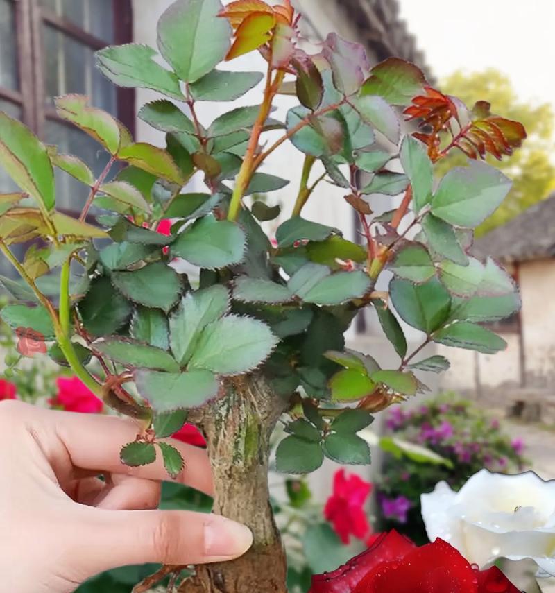 玫瑰花的香味对人体有害吗?了解其潜在影响和安全使用指南