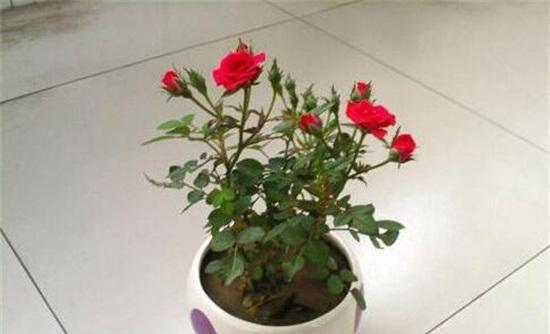 玫瑰花的香味对人体有害吗?了解其潜在影响和安全使用指南 玫瑰花的香味对人体有害吗?了解其潜在影响和安全使用指南