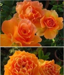 玫瑰花的香味对人体有害吗?了解其潜在影响和安全使用指南 玫瑰花的香味对人体有害吗?了解其潜在影响和安全使用指南