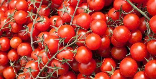 圣女果的性质是什么?热性还是凉性? 圣女果的性质是什么?热性还是凉性?