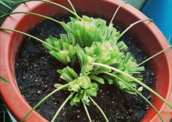 吊兰叶子发黄怎么办?如何快速恢复绿叶? 吊兰叶子发黄怎么办?如何快速恢复绿叶?