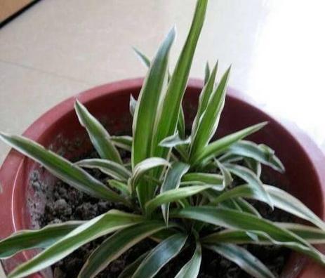 吊兰叶子发黄怎么办?如何快速恢复绿叶?