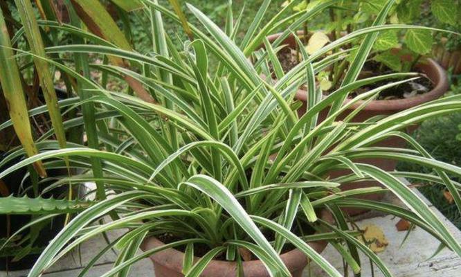 吊兰叶子发黄怎么办?如何快速恢复绿叶? 吊兰叶子发黄怎么办?如何快速恢复绿叶?