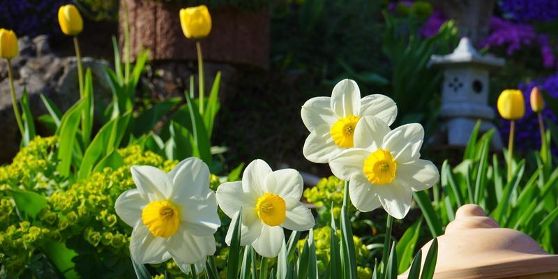 水仙花期的意义及特点（探索水仙花期的美丽与短暂）