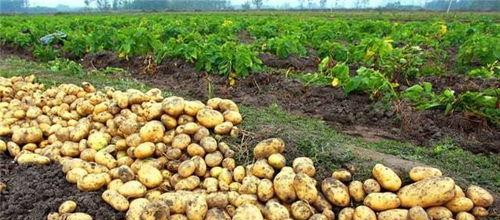 土豆生长期需要多少天才能收获？如何判断最佳收获时间？