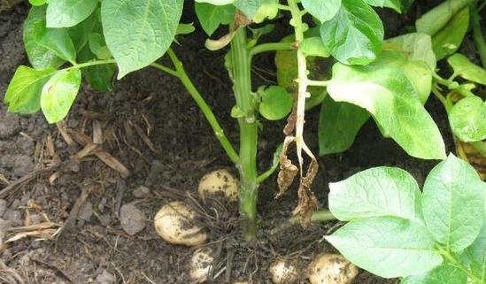 土豆生长期需要多少天才能收获?如何判断最佳收获时间? 土豆生长期需要多少天才能收获?如何判断最佳收获时间?