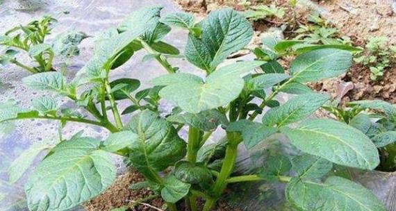 土豆生长期需要多少天才能收获?如何判断最佳收获时间? 土豆生长期需要多少天才能收获?如何判断最佳收获时间?