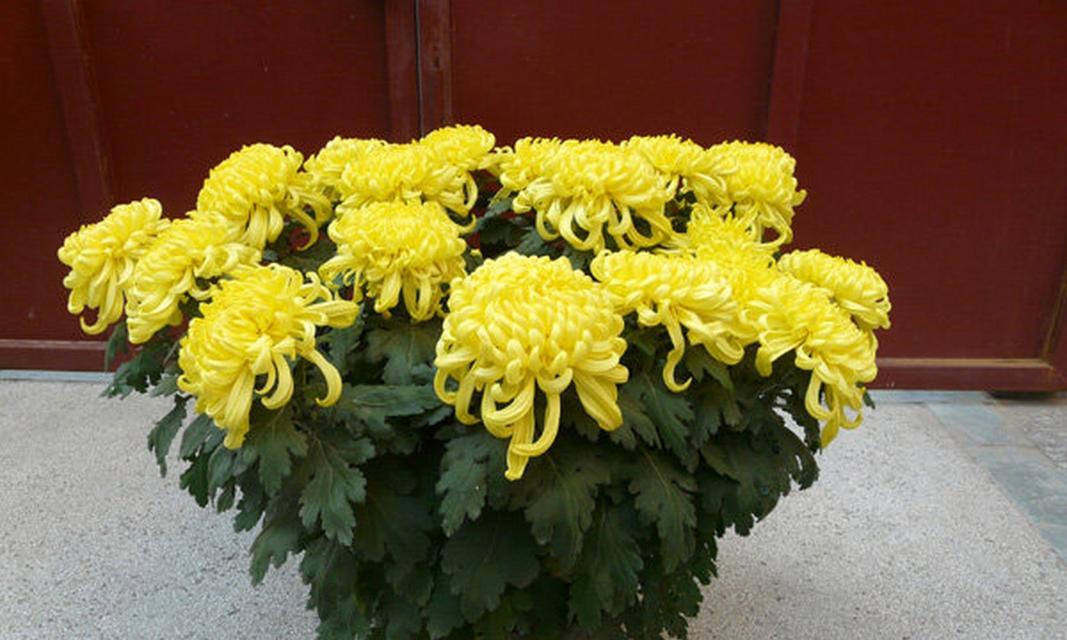 小菊花冬天会冻死吗?如何保护小菊花过冬?