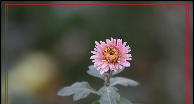 小菊花冬天会冻死吗?如何保护小菊花过冬? 小菊花冬天会冻死吗?如何保护小菊花过冬?