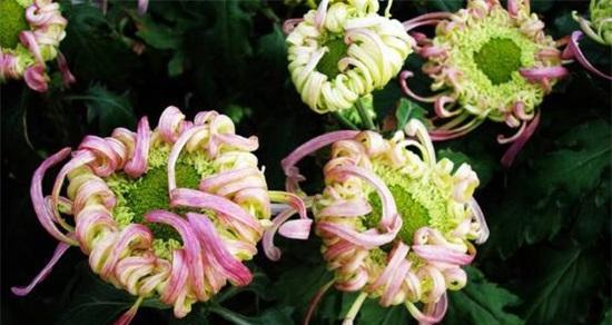 小菊花冬天会冻死吗?如何保护小菊花过冬? 小菊花冬天会冻死吗?如何保护小菊花过冬?